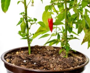 Jalapeno Companion Plants Growing Hot Peppers In Pots - Garden.eco Image 541