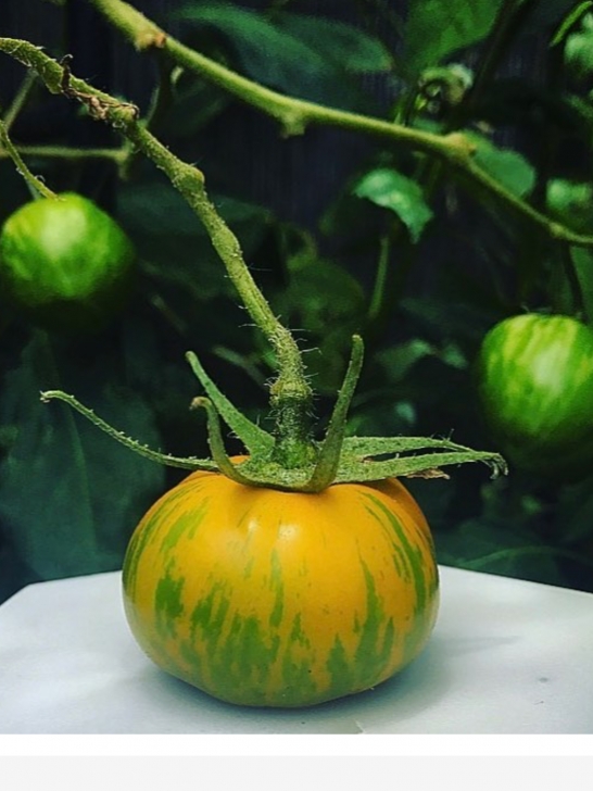 Jalapeno Companion Plants #Organicgardening# #Green Zebra Tomato# #Tomato##Garden Photo 102