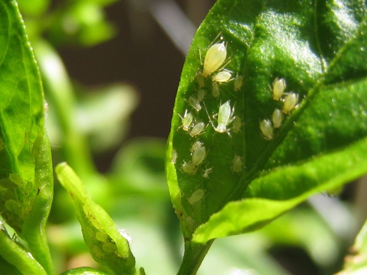 Jalapeno Companion Plants Several Recipes For Homemade Organic Insecticides And Picture 015