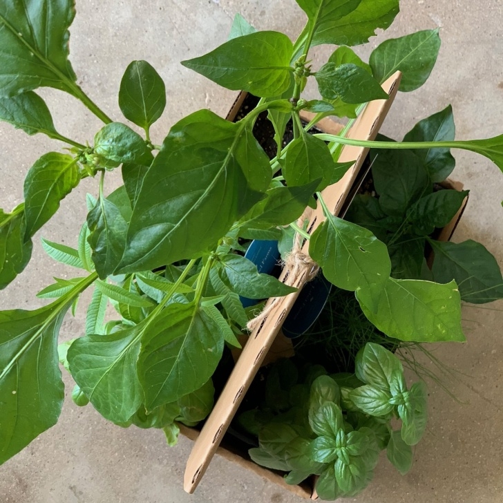 Jalapeno Companion Plants Some Like It Hot Garden With Plants Image 572