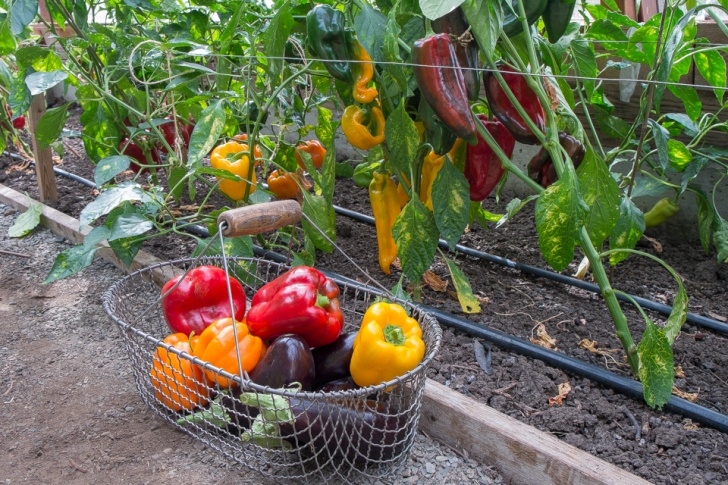 Jalapeno Companion Plants The Medicinal Value Of Peppers - Live Trading News Image 527