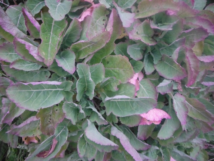 Kale Companion Plants Daubenton’s Kale – Growing And Cooking | Perennial Picture 775