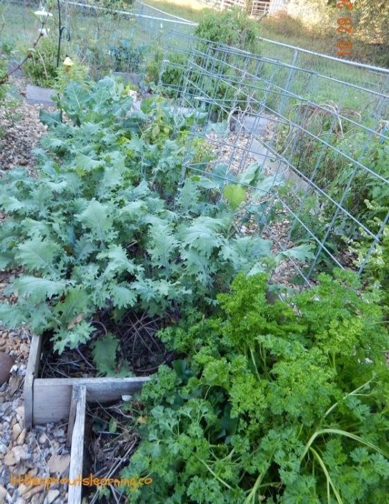 Kale Companion Plants How To Grow Kale In Your Garden Photo 086