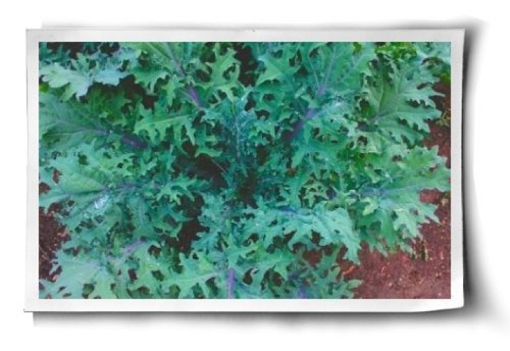 Kale Companion Plants Kale Enjoys Companion Plants Such As Beets, Celery, Herbs Image 356