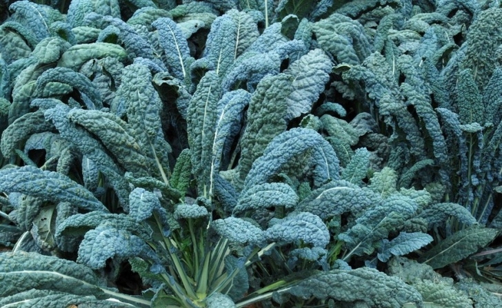 Kale Companion Plants Shop Vates Dwarf Blue And Other Seeds At Harvesting History Photo 453