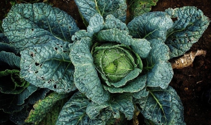Kale Companion Plants The Best (And Worst) Companion Plants For Brassicas • New Image 730