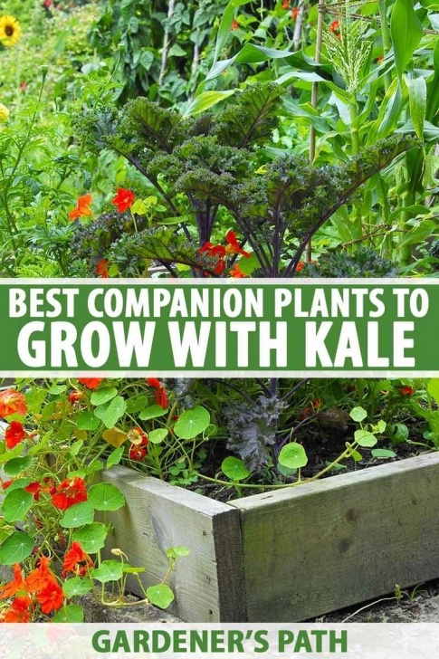 Kale Companion Plants The Best Companion Plants To Grow With Kale | Companion Photo 278