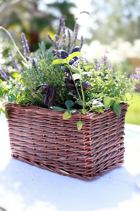Kitchen Counter Herb Garden Diy Kitchen Herb Garden + Giveaway - Yummy Mummy Kitchen Photo 031