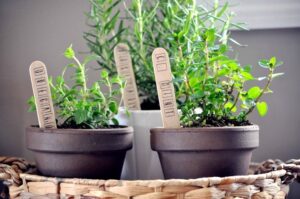 Kitchen Counter Herb Garden Indoor Herb Garden - Little Glass Jar Picture 574