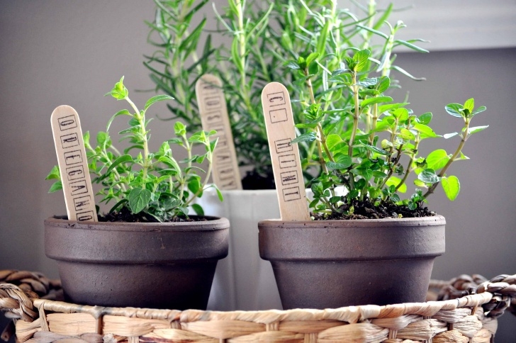 Kitchen Counter Herb Garden Indoor Herb Garden - Little Glass Jar Picture 574