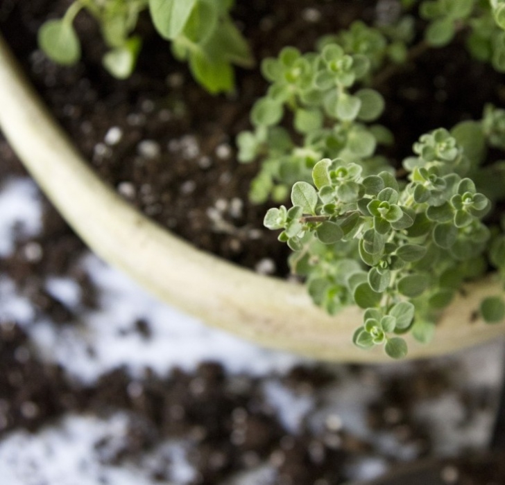 Kitchen Counter Herb Garden Small Space Diy: Countertop Herb Garden - Gardenista Image 887