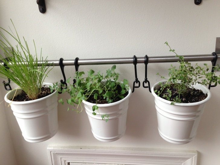 Kitchen Wall Herb Garden Apartment Gardening | Things Bright And Beautiful Picture 791