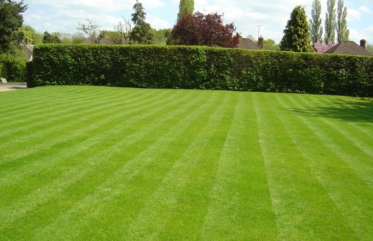 Landscape And Gardening Services Lawn Care | Vertopia Gardens Photo 537