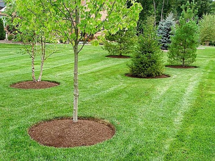 Landscape And Gardening Services Twin Powered Lawn Service In Colonial Heights, Va - Yellowbot Image 155