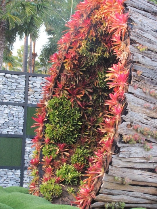 Landscape Design With Bromeliads 48 Best Cordyline/Dracena Images On Pinterest | Indoor Picture 129