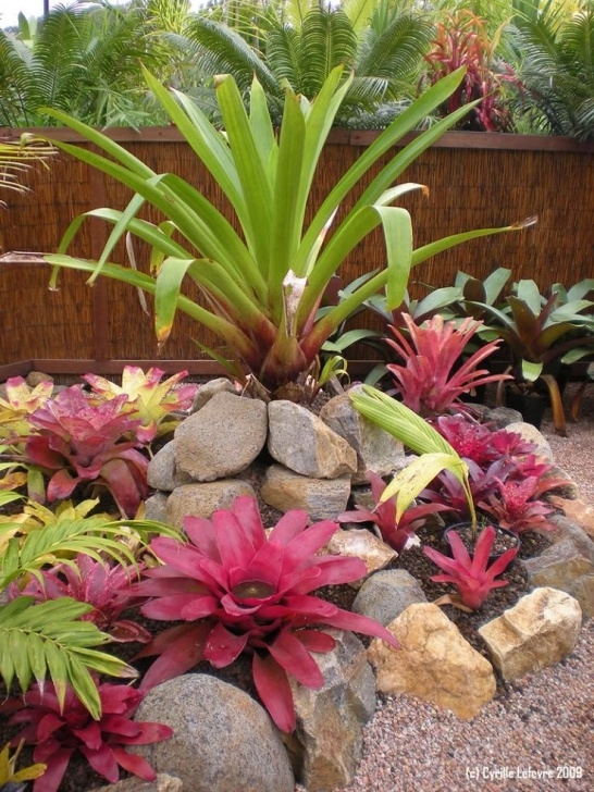 Landscape Design With Bromeliads 55 Best Bromeliad Landscaping Images On Pinterest Photo 015