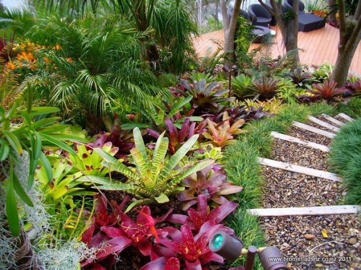 Landscape Design With Bromeliads Gallery | Bromeliads Nz | Tropical Landscaping, Tropical Image 129