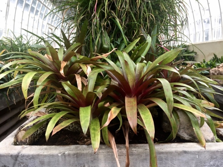 Landscape Design With Bromeliads Gardening 101: Bromeliads - Gardenista Picture 033