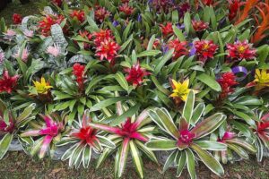 Landscape Design With Bromeliads How To Propagate Bromeliads At Home Picture 520