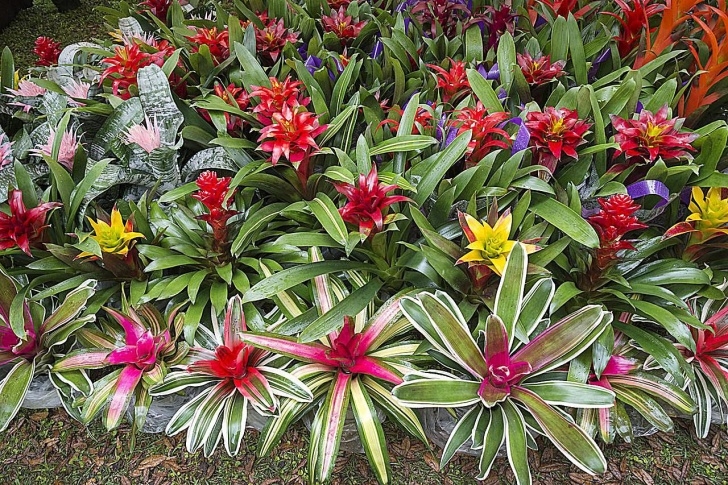 Landscape Design With Bromeliads How To Propagate Bromeliads At Home Picture 520