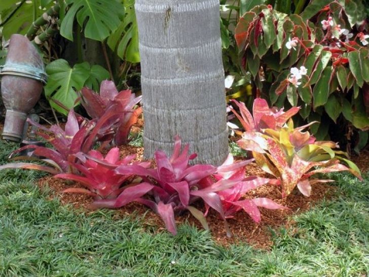 Landscape Design With Bromeliads Landscaping With Bromeliads | Please Feel Free To Visit Picture 470
