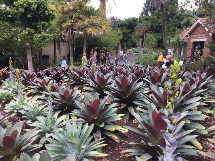 Landscape Design With Bromeliads Live Flora &amp; Landscaping Photos From Instagram Image 067