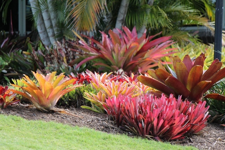 Landscape Design With Bromeliads Multi-Coloured Group Of Bromeliads At Mt. Coot-Tha Botanic Picture 885