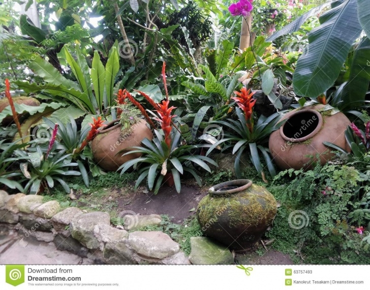 Landscape Design With Bromeliads Red Bromeliads And Cold Clear Water In Garden Clay Jar Photo 520