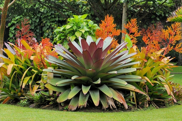 Landscape Design With Bromeliads Welcome To: Image 438