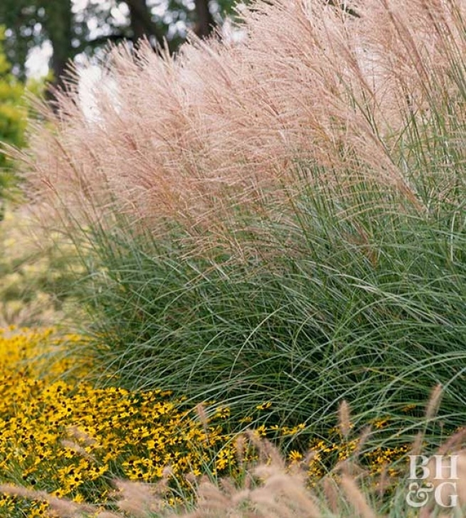 Landscaping Grasses For Landscaping 15 Ways To Use Ornamental Grasses In Your Landscape Picture 407