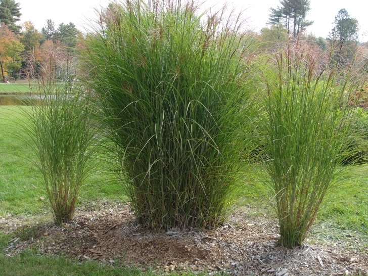 Landscaping Grasses For Landscaping How To Divide Ornamental Grass | Grass, Landscaping Plants Photo 787