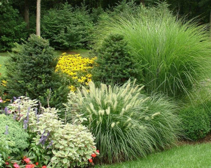 Landscaping Grasses For Landscaping Image Result For Rocky Mountain Juniper In Mixed Border Photo 950