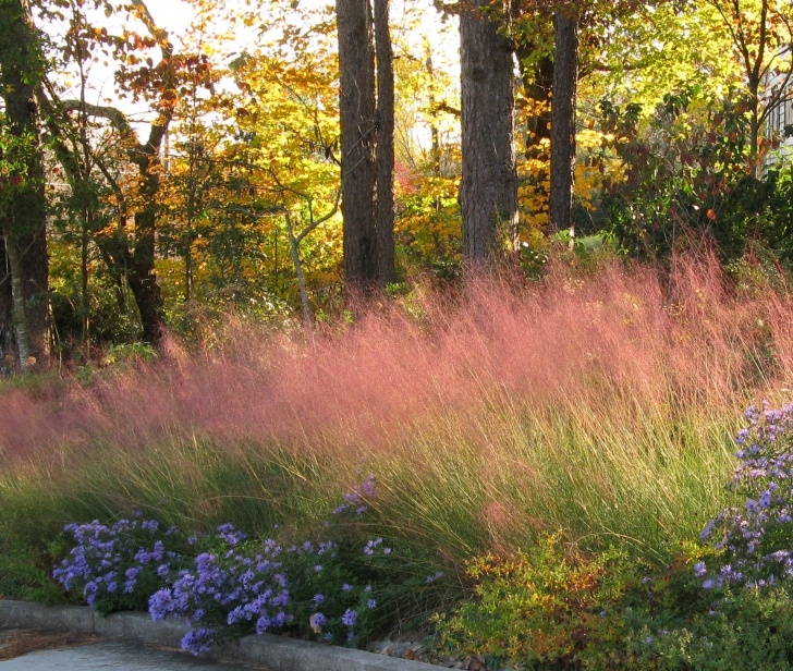 Landscaping Grasses For Landscaping Pink Grasses: 11 Ideas For Muhlenbergia In A Landscape Picture 879
