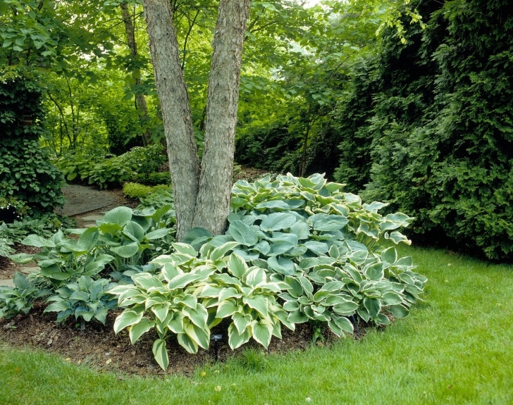 Landscaping Under Maple Tree 15 Ideas For Landscaping Around Trees Image 959