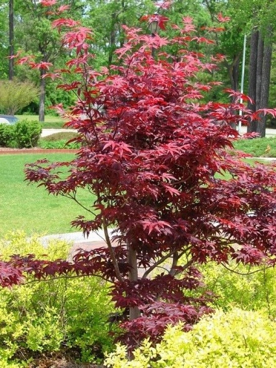 Landscaping Under Maple Tree 55 Best Japanese Maples Landscaping Images On Pinterest Picture 615