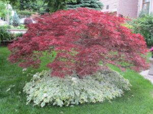 Landscaping Under Maple Tree A Thatch Of Goutweed Under A Scarlet Japanese Maple Photo 275