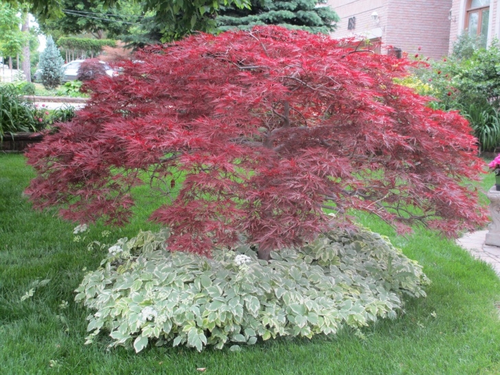 Landscaping Under Maple Tree A Thatch Of Goutweed Under A Scarlet Japanese Maple Photo 275
