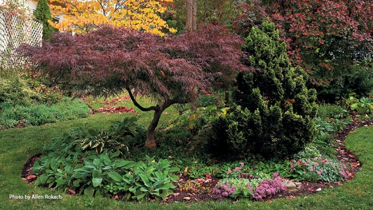 Landscaping Under Maple Tree Designing With Japanese Maples | Garden Gate Image 838