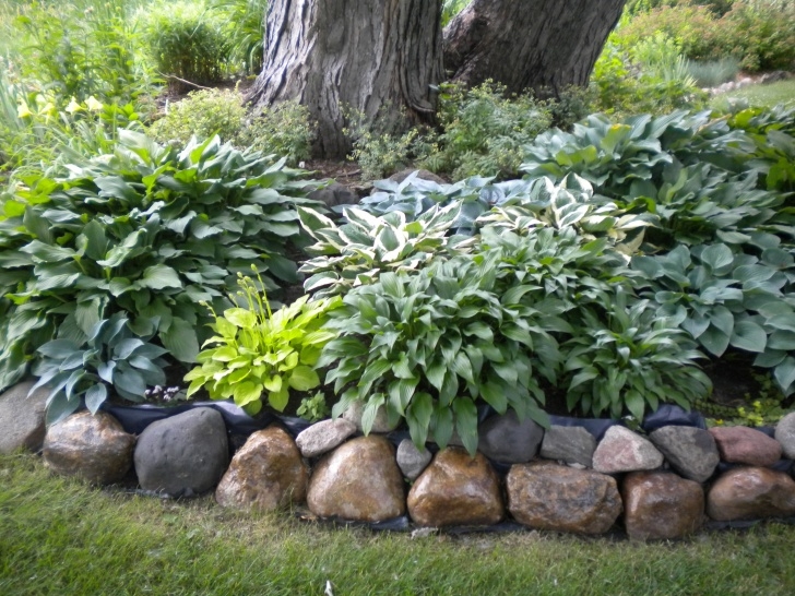 Landscaping Under Maple Tree Hosta Color Around A Big Tree. Go Out 5 Ft. From The Base Picture 600