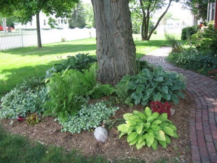 Landscaping Under Maple Tree Image Result For Planting Under Oak Trees In Alabama Picture 019