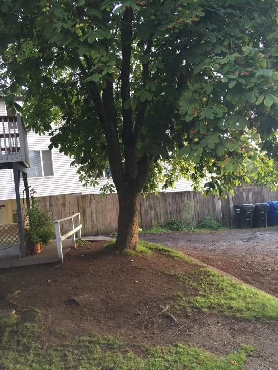 Landscaping Under Maple Tree Is There Something Inexpensive I Can Put Where The Grass Picture 632