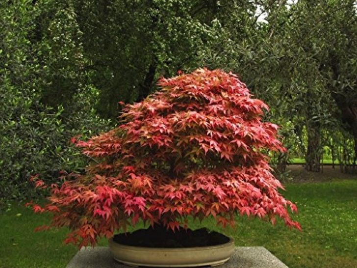 Landscaping Under Maple Tree Shade Loving Shrubs: 10 Beautiful Bushes To Plant Under Trees Picture 103