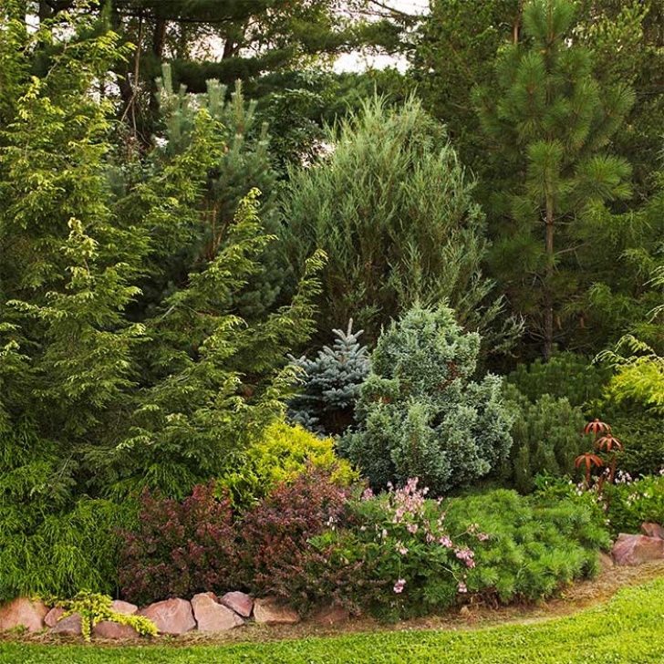 Landscaping Under Pine Tree Evergreen Tree Landscaping Ideas Pine Border Under Trees Picture 210
