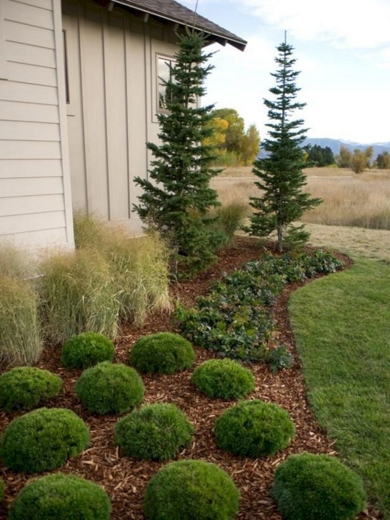 Landscaping Under Pine Tree Front Yard Garden With Dwarf Pine Trees 24 | Front Yard Image 328