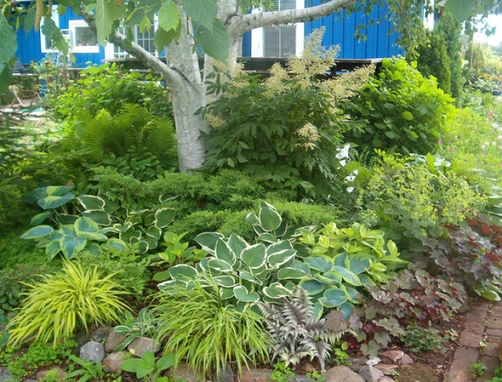 Landscaping Under Trees Birch Skirt - Traditional - Landscape - Toronto - By Image 707