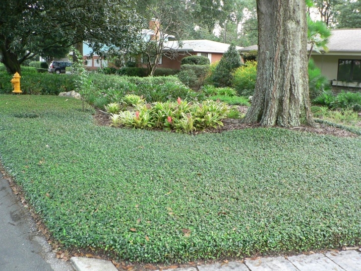 Landscaping Under Trees Groundcover Plants For Shady Places | The Tree Center™ Picture 282
