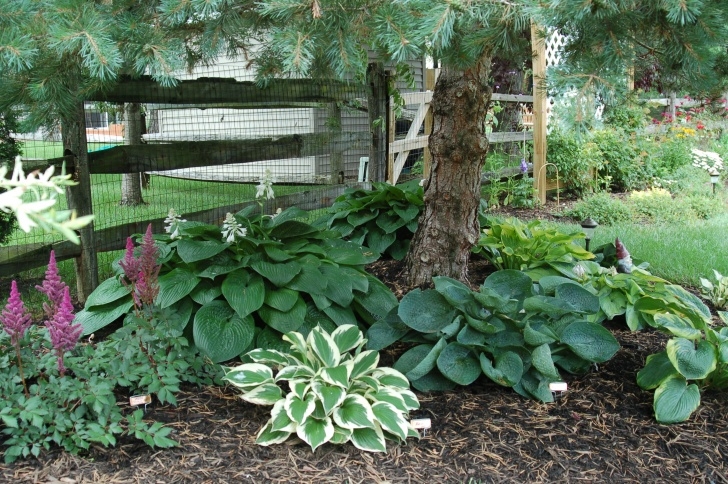 Landscaping Under Trees Hostas Under Pine Tree Garden Landscape Inspirations Image 470