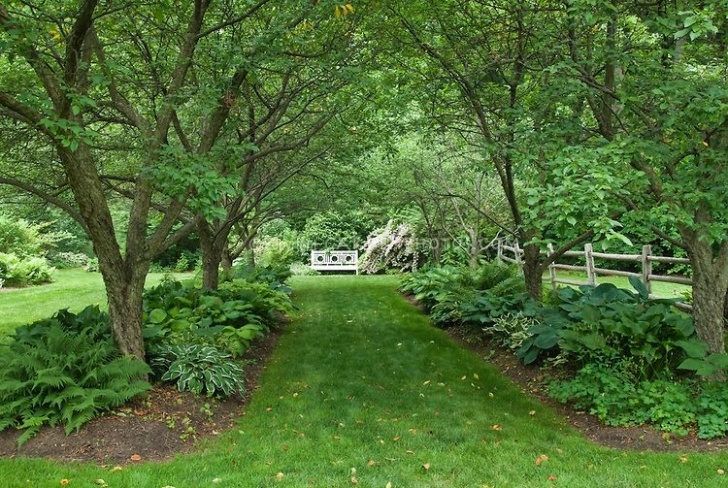 Landscaping Under Trees Walkway In Shade Garden Under Allee Of Trees, With Hostas Photo 690