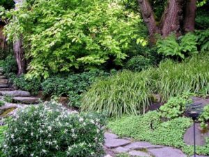 Landscaping With Native Plants Download Pacific Northwest Landscaping | Solidaria Garden Photo 606 Landscaping With Native Plants Download Pacific Northwest Landscaping | Solidaria Garden Photo 606