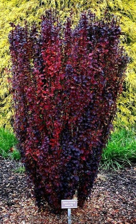 Landscaping With Trees And Shrubs Berberis Thunbergii ' Helmond Pillar ' Upright Red Photo 001